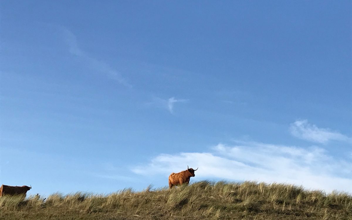 Düne und Waldgebiet