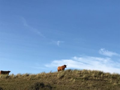 Düne und Waldgebiet