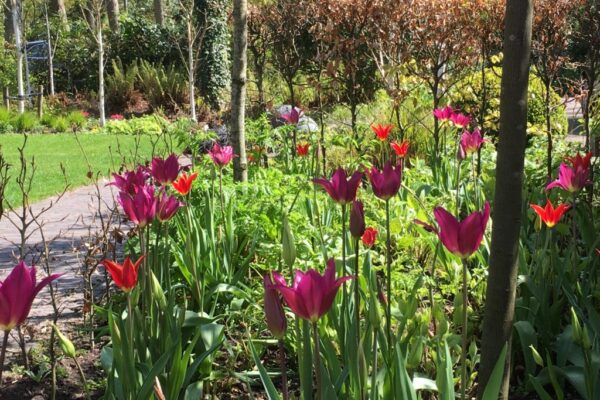 Grote Tuin